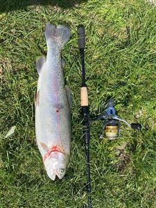 Rainbow Trout