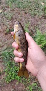 Brown Trout