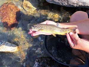 Brown Trout