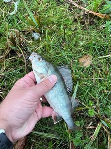 European Perch