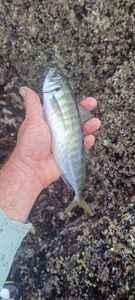 Greenback Horse Mackerel