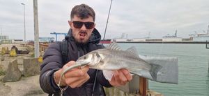 European Bass (Seabass)