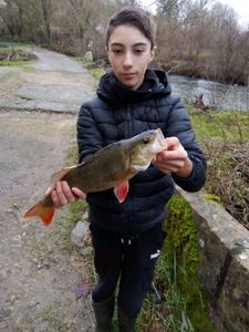 European Perch