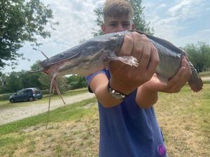 Black Bullhead
