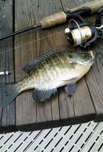 American Shad