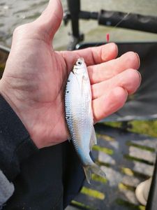 Roach