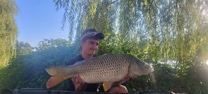 Common Carp