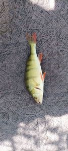 European Perch