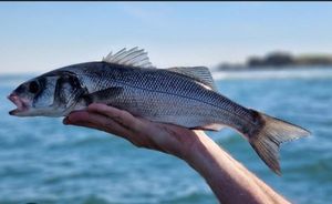 European Bass (Seabass)