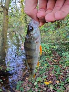 European Perch