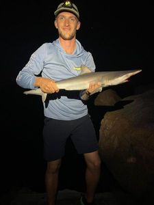 Whaler Shark
