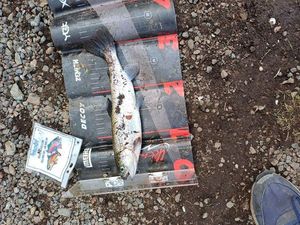 Rainbow Trout