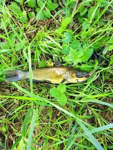 Black Bullhead