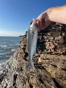 European Bass (Seabass)