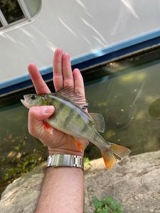 European Perch