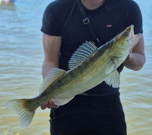 Zander