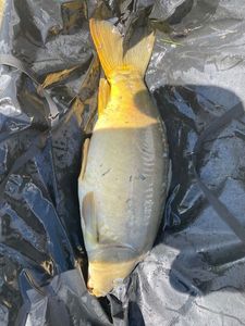Leather Carp