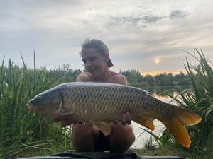 Common Carp