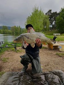 Common Carp