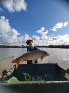 Common Carp