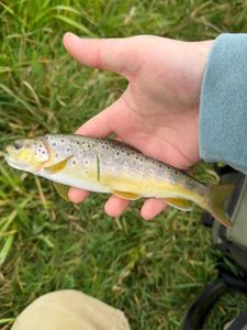 Brown Trout