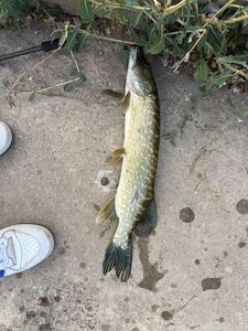 Northern Pike