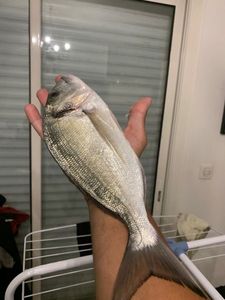 Gilthead Seabream