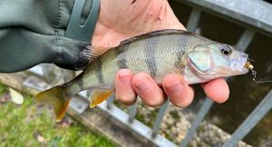 European Perch