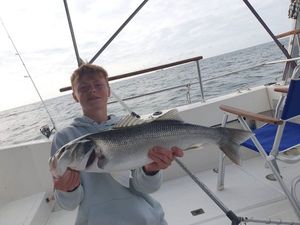 European Bass (Seabass)
