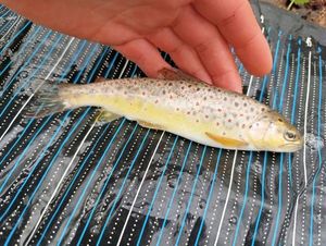 Brown Trout
