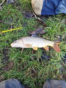 Common Carp