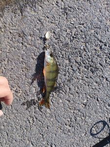 European Perch
