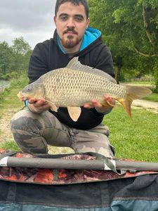 Common Carp