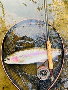 Rainbow Trout