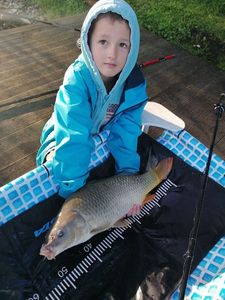 Common Carp