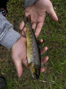Brown Trout
