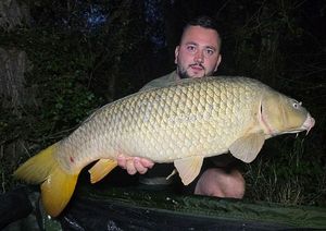 Common Carp