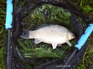 Crucian Carp