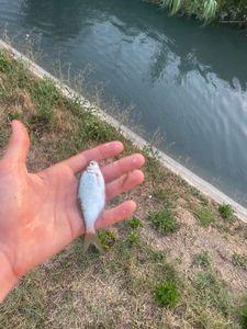 Roach