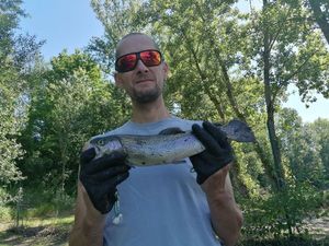 Rainbow Trout