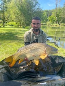 Common Carp