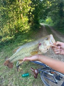 Largemouth Bass