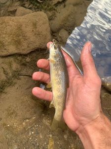 Brown Trout