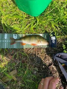 European Perch