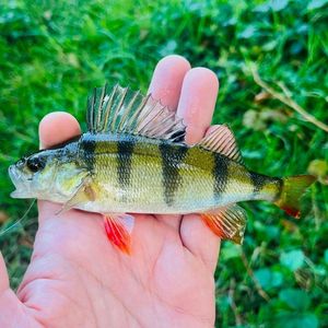 European Perch