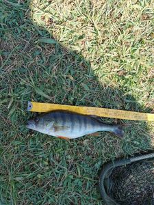 European Perch