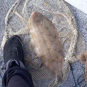 Sole