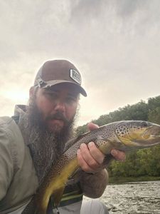 Brown Trout