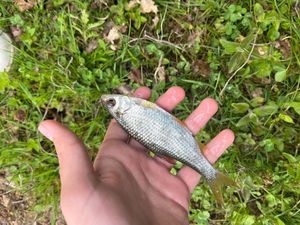 Roach
