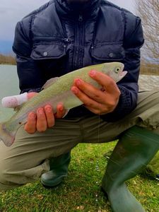 Rainbow Trout
